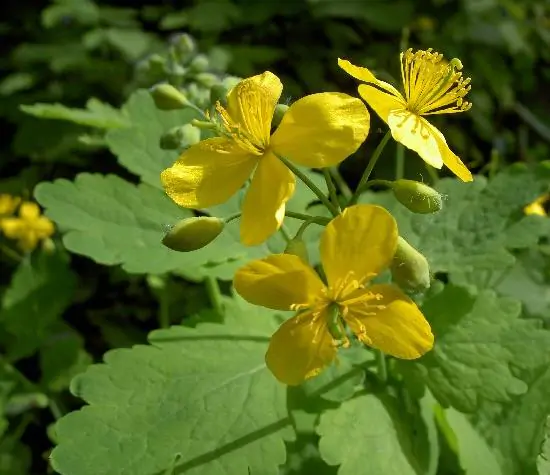 Chelidonium majus - Swallow Weed, Celandine, Wart Weed, Callus Weed, Greater Celandine - Image 4