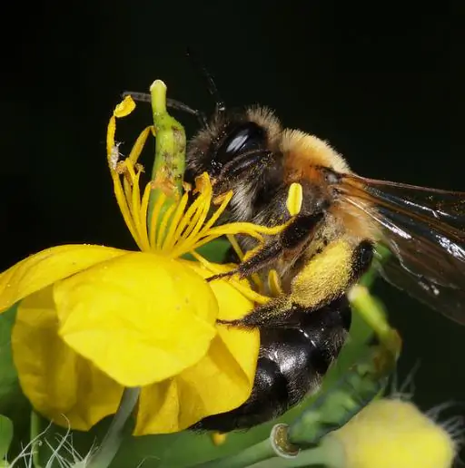 Chelidonium majus - Swallow Weed, Celandine, Wart Weed, Callus Weed, Greater Celandine - Image 5