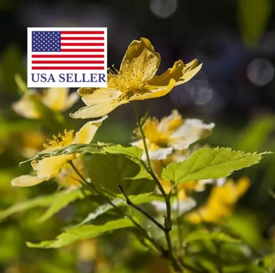 Chelidonium majus - Swallow Weed, Celandine, Wart Weed, Callus Weed, Greater Celandine - Image 6