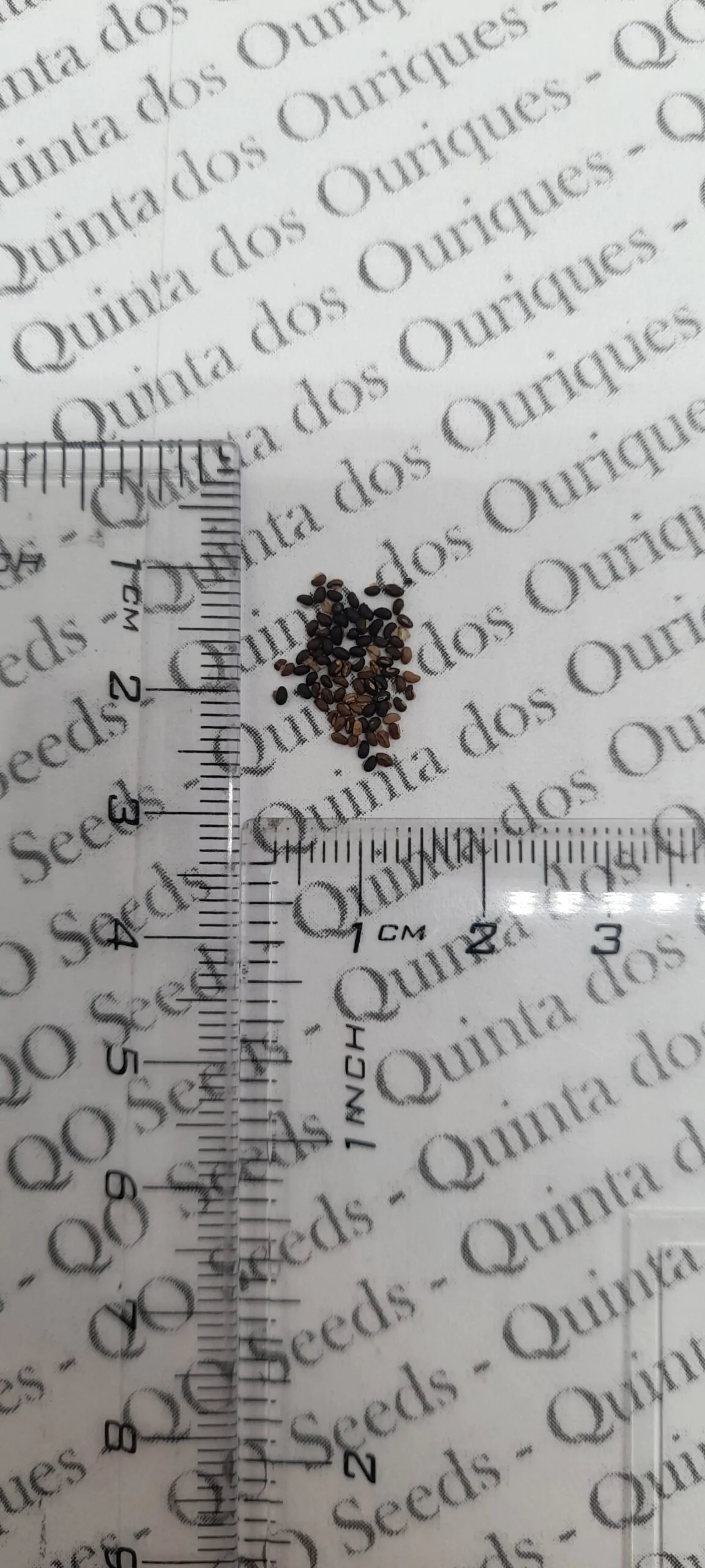 Chelidonium majus - Swallow Weed, Celandine, Wart Weed, Callus Weed, Greater Celandine - Image 7