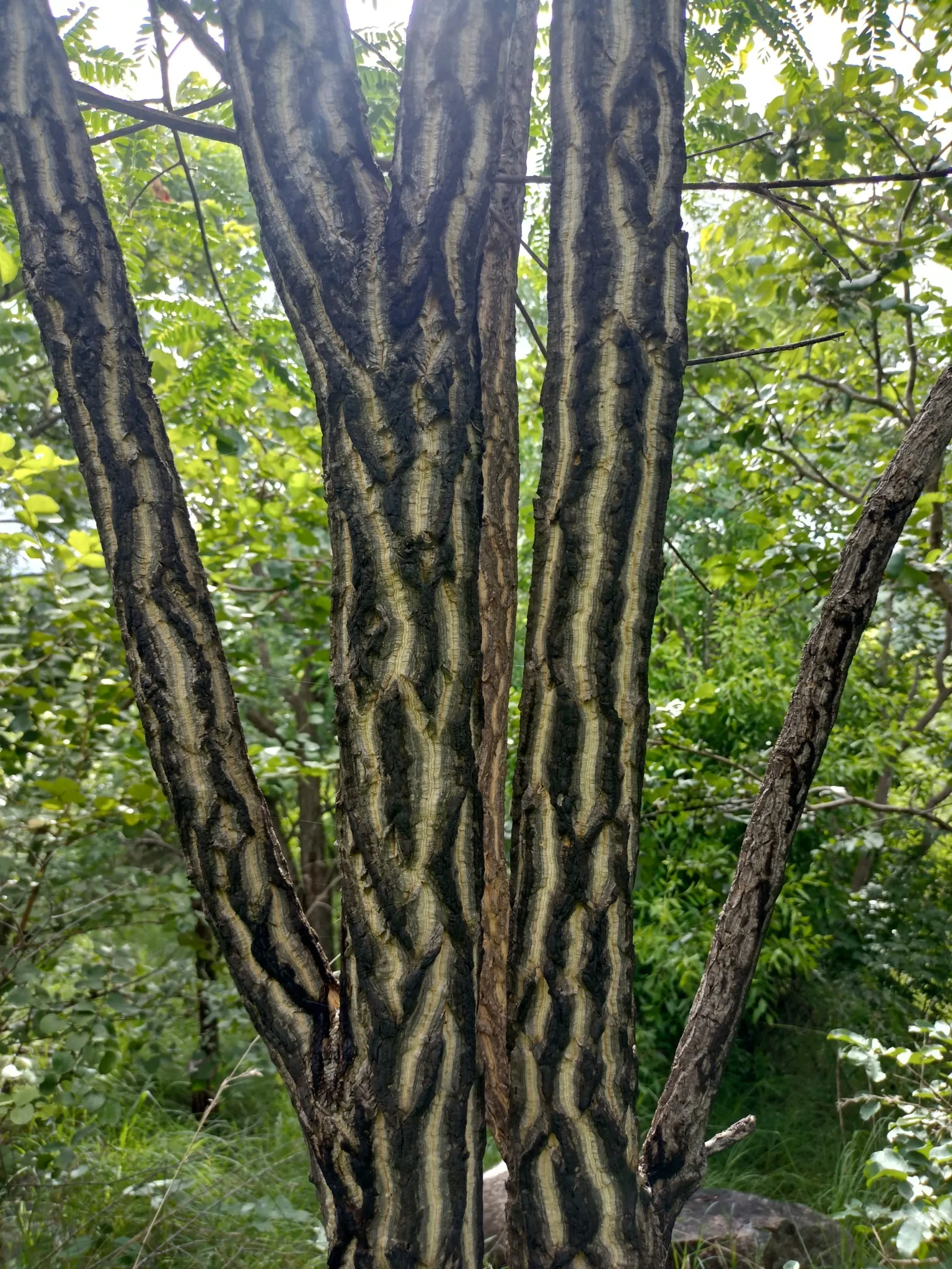 Chloroxylon swietenia / Swietenia chloroxylon - Ceylon Satinwood, East Indian Satinwood, Buruta