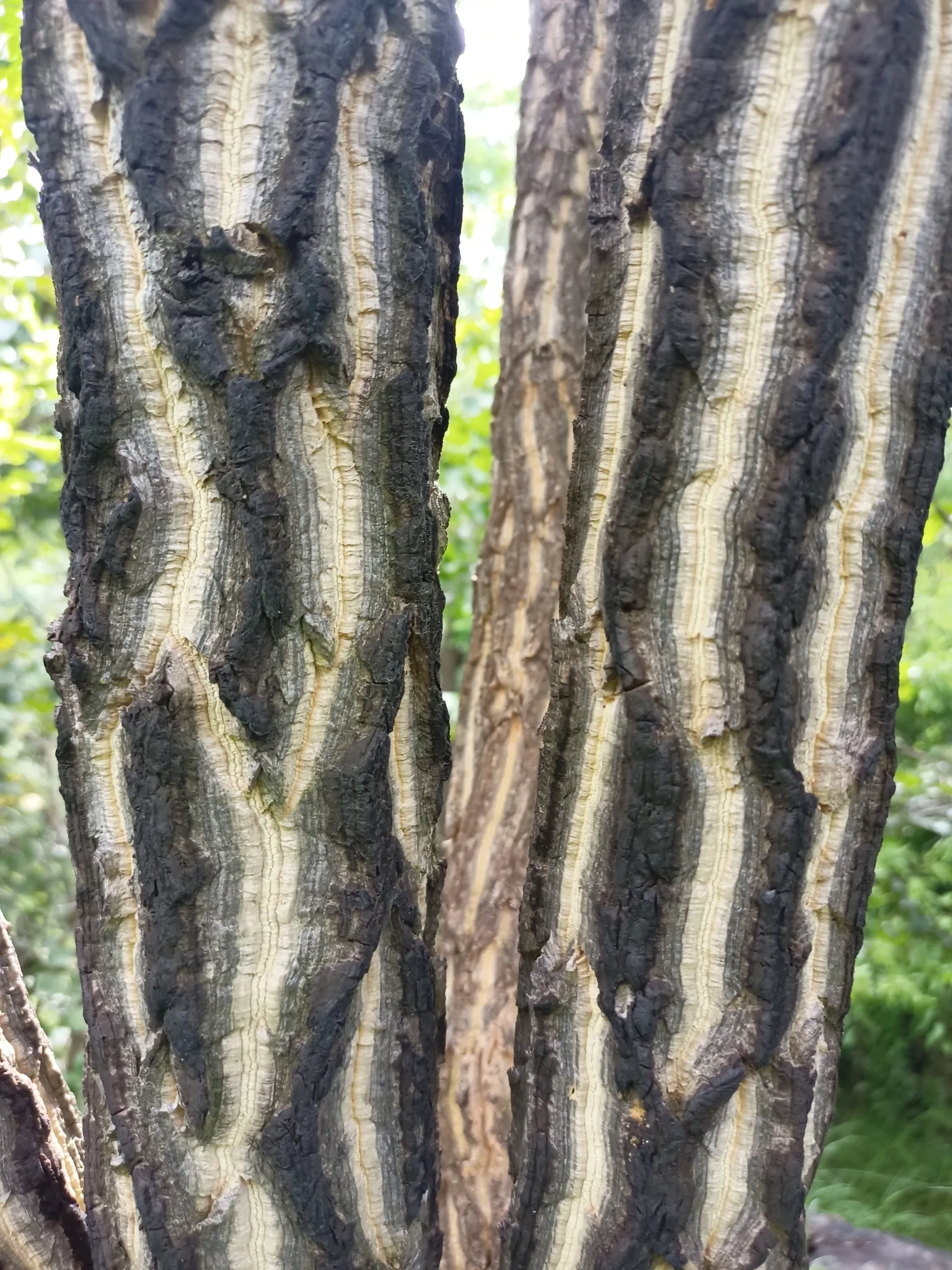 Chloroxylon swietenia / Swietenia chloroxylon - Ceylon Satinwood, East Indian Satinwood, Buruta - Image 2