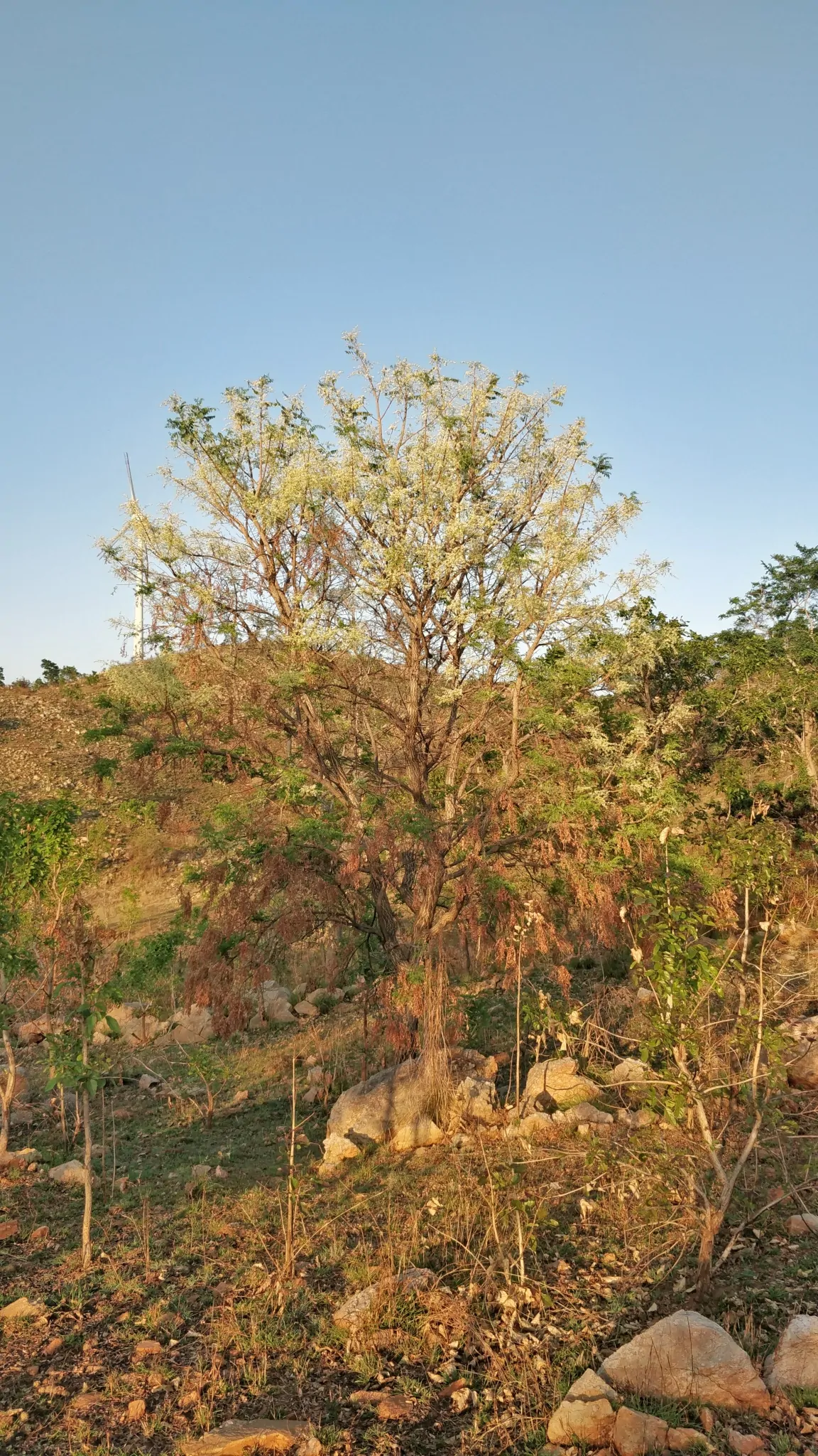 Chloroxylon swietenia / Swietenia chloroxylon - Ceylon Satinwood, East Indian Satinwood, Buruta - Image 3