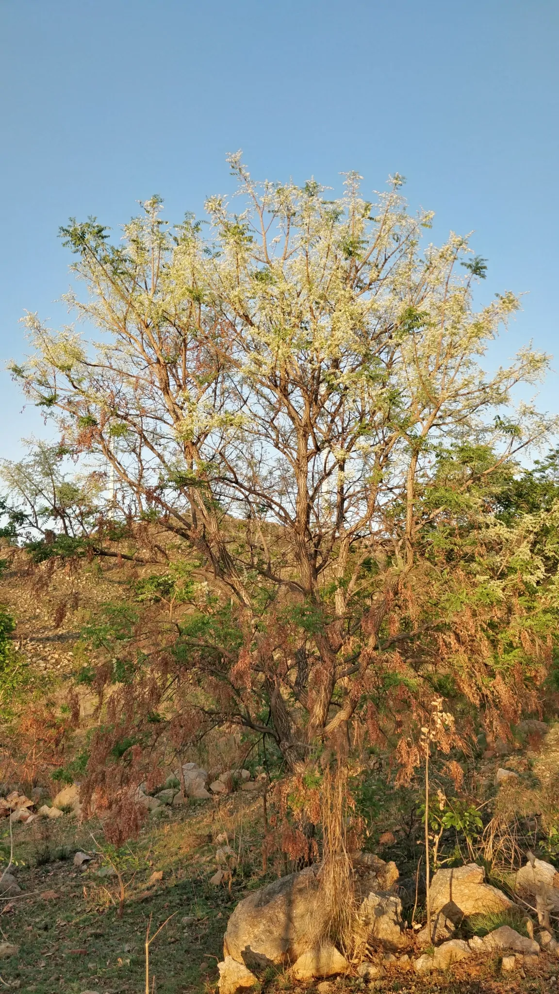 Chloroxylon swietenia / Swietenia chloroxylon - Ceylon Satinwood, East Indian Satinwood, Buruta - Image 4