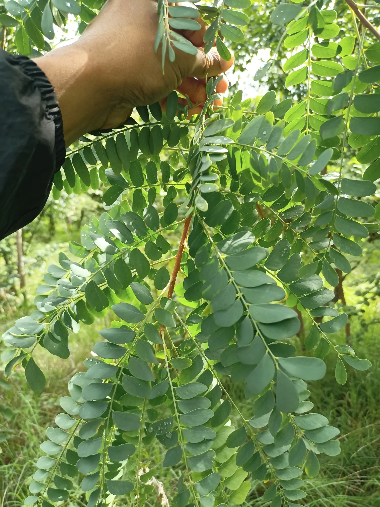 Chloroxylon swietenia / Swietenia chloroxylon - Ceylon Satinwood, East Indian Satinwood, Buruta - Image 5