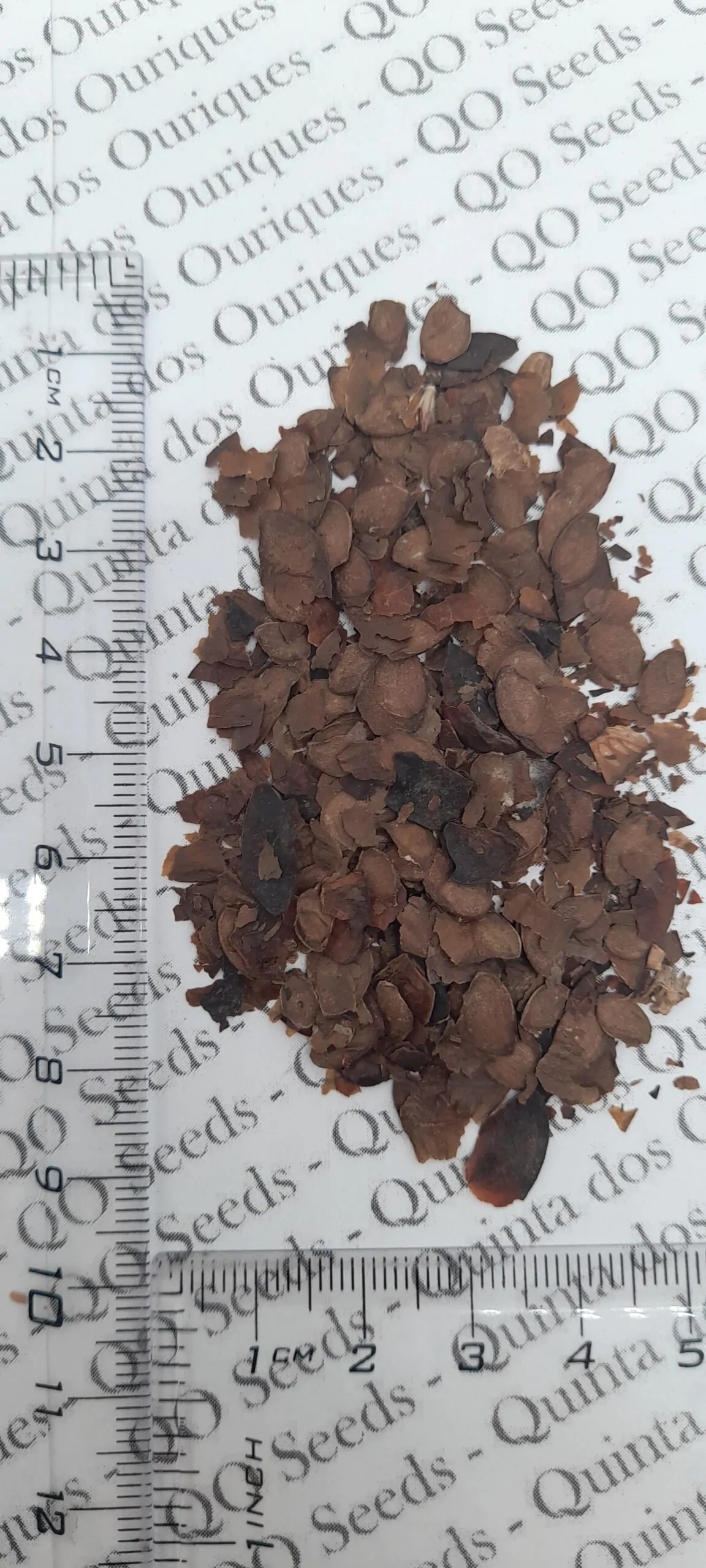 Chukrasia tabularis - White cedar, Indian mahogany, Indian sequoia, Burmese almond, bastard cedar - Image 3