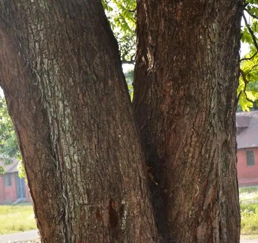 Chukrasia tabularis - White cedar, Indian mahogany, Indian sequoia, Burmese almond, bastard cedar - Image 6