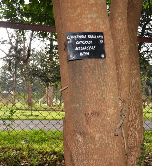 Chukrasia tabularis - White cedar, Indian mahogany, Indian sequoia, Burmese almond, bastard cedar - Image 7