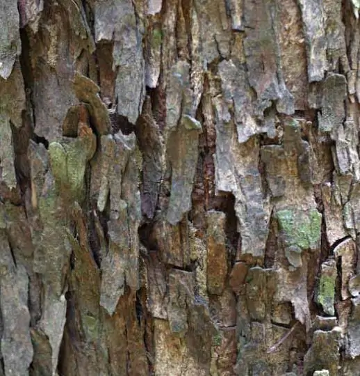 Chukrasia tabularis - White cedar, Indian mahogany, Indian sequoia, Burmese almond, bastard cedar - Image 8