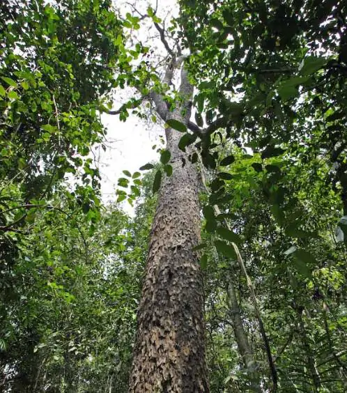Chukrasia tabularis - White cedar, Indian mahogany, Indian sequoia, Burmese almond, bastard cedar - Image 9