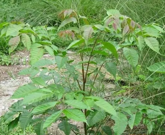 Chukrasia tabularis - White cedar, Indian mahogany, Indian sequoia, Burmese almond, bastard cedar - Image 12