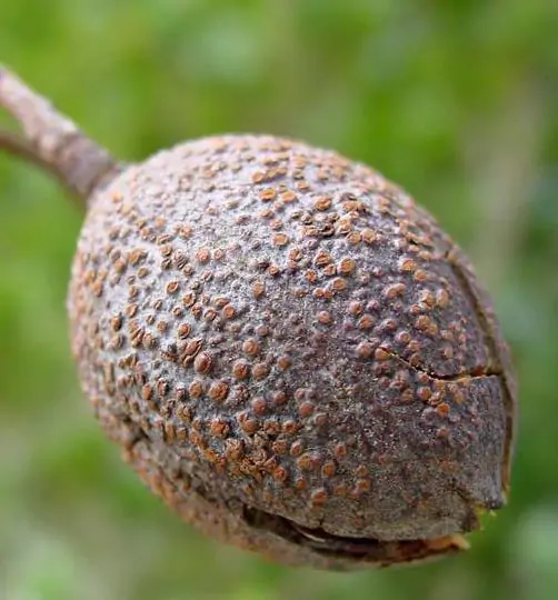 Chukrasia tabularis - White cedar, Indian mahogany, Indian sequoia, Burmese almond, bastard cedar - Image 13