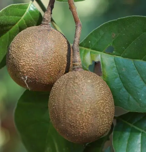 Chukrasia tabularis - White cedar, Indian mahogany, Indian sequoia, Burmese almond, bastard cedar - Image 14