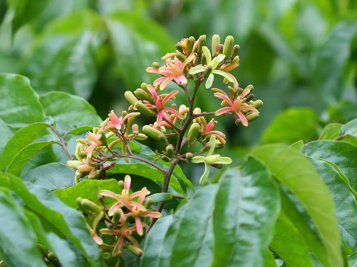 Chukrasia tabularis - White cedar, Indian mahogany, Indian sequoia, Burmese almond, bastard cedar - Image 16