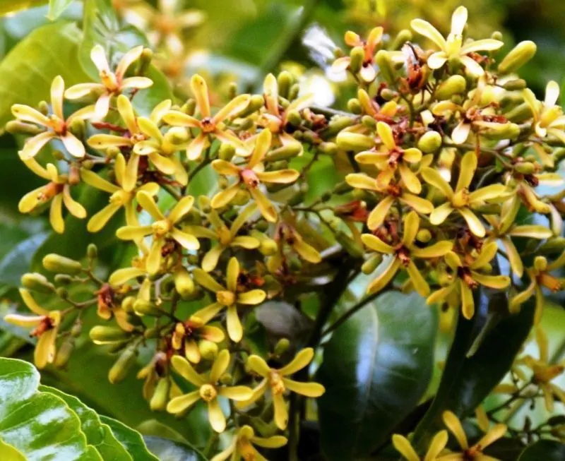 Chukrasia tabularis - White cedar, Indian mahogany, Indian sequoia, Burmese almond, bastard cedar - Image 17