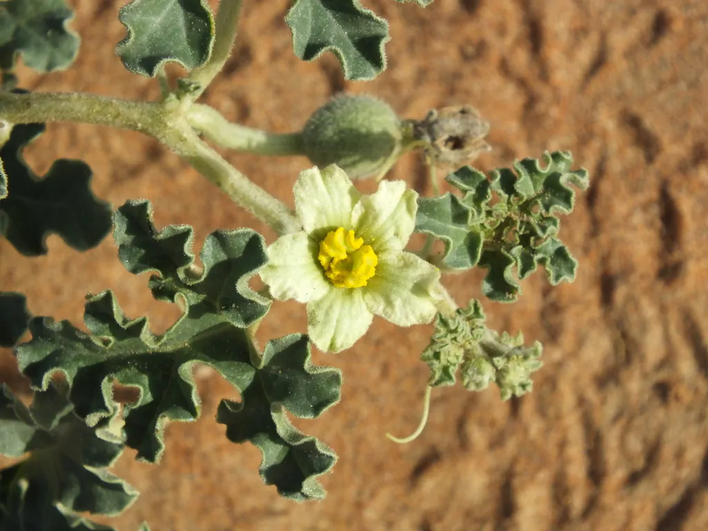 Citrullus colocynthis - Abu Jahls melon - Image 2