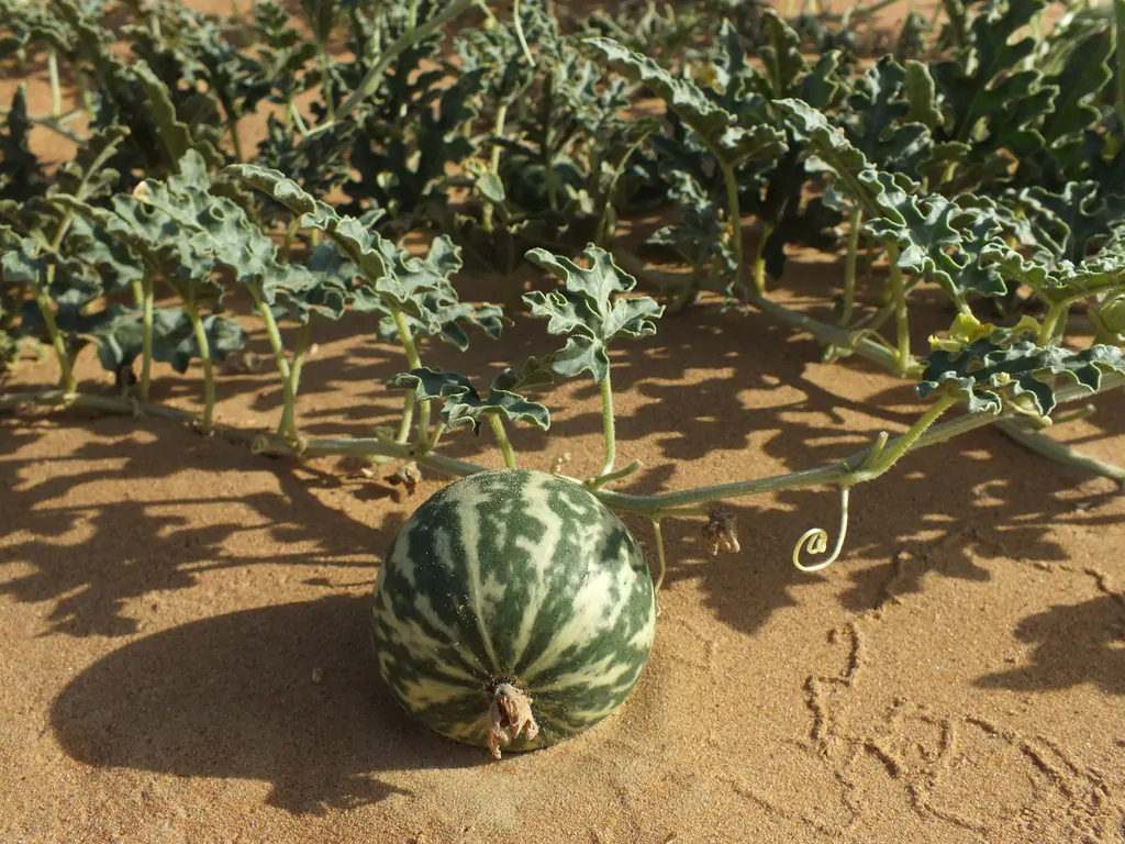 Citrullus colocynthis - Abu Jahls melon - Image 6