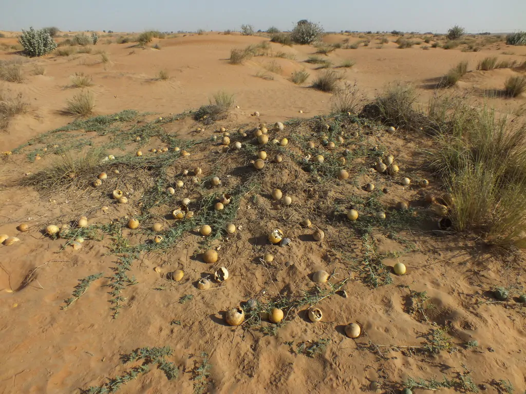 Citrullus colocynthis - Abu Jahls melon - Image 8