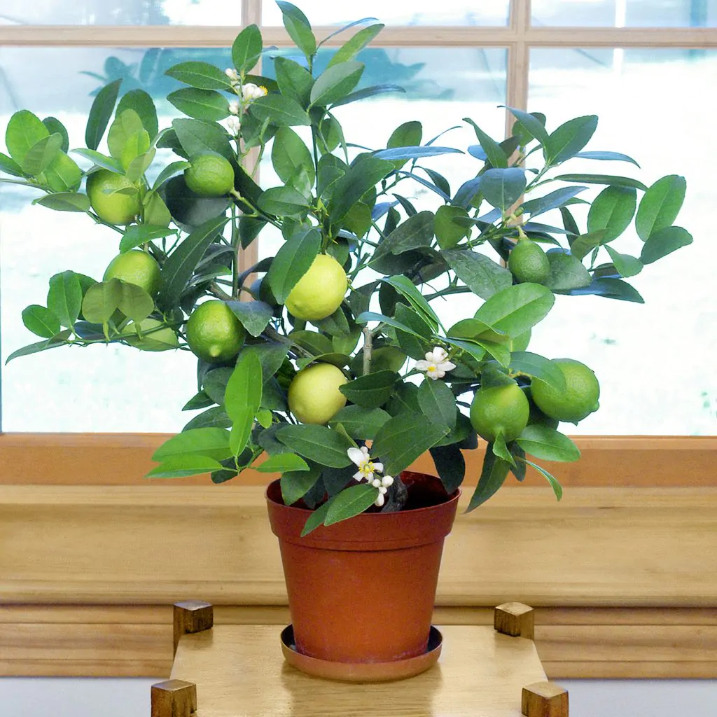 Citrus aurantifolia / Citrus × aurantiifolia - Key Lime, West Indian Lime, True Lime - Image 2