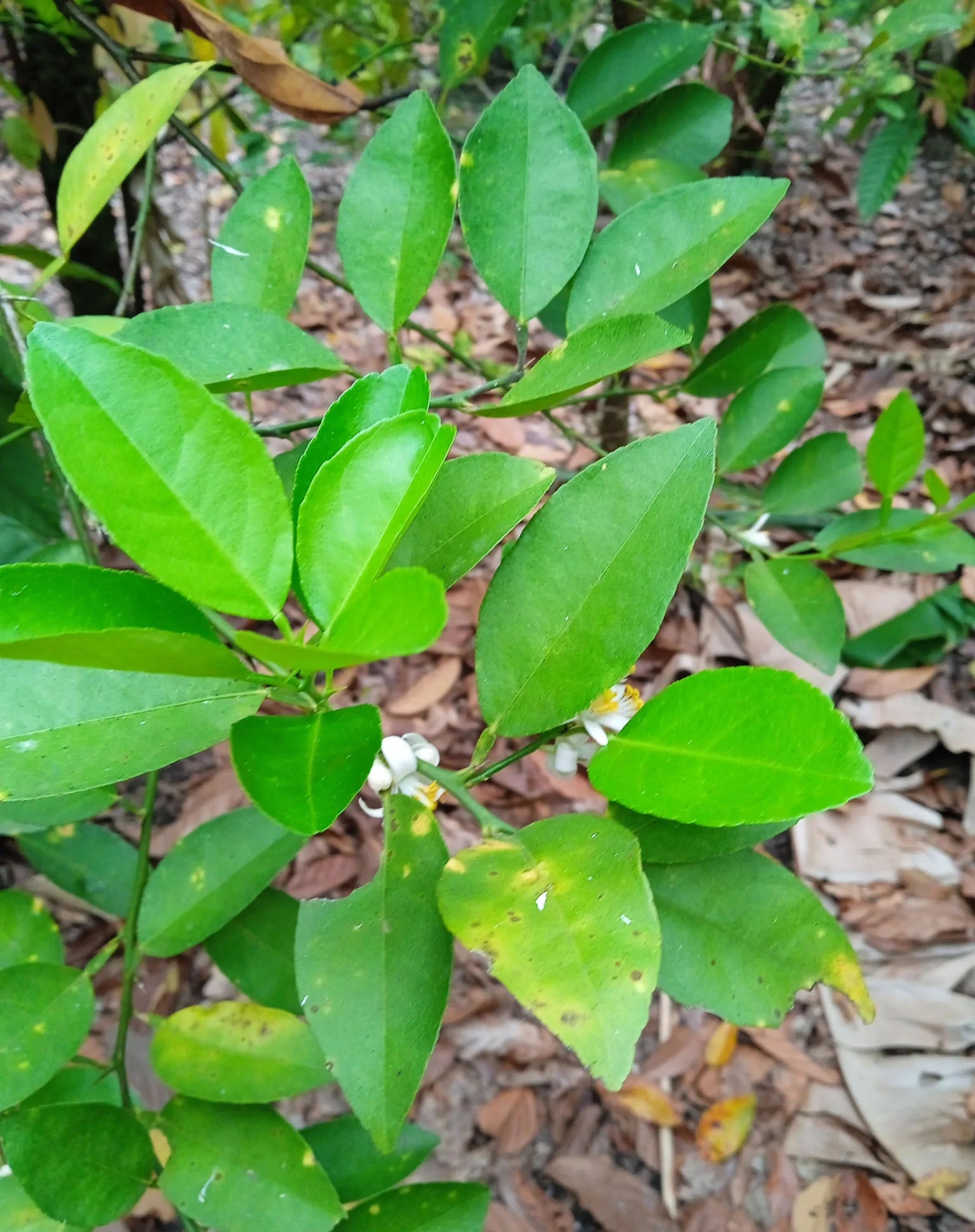 Citrus aurantifolia / Citrus × aurantiifolia - Key Lime, West Indian Lime, True Lime - Image 5