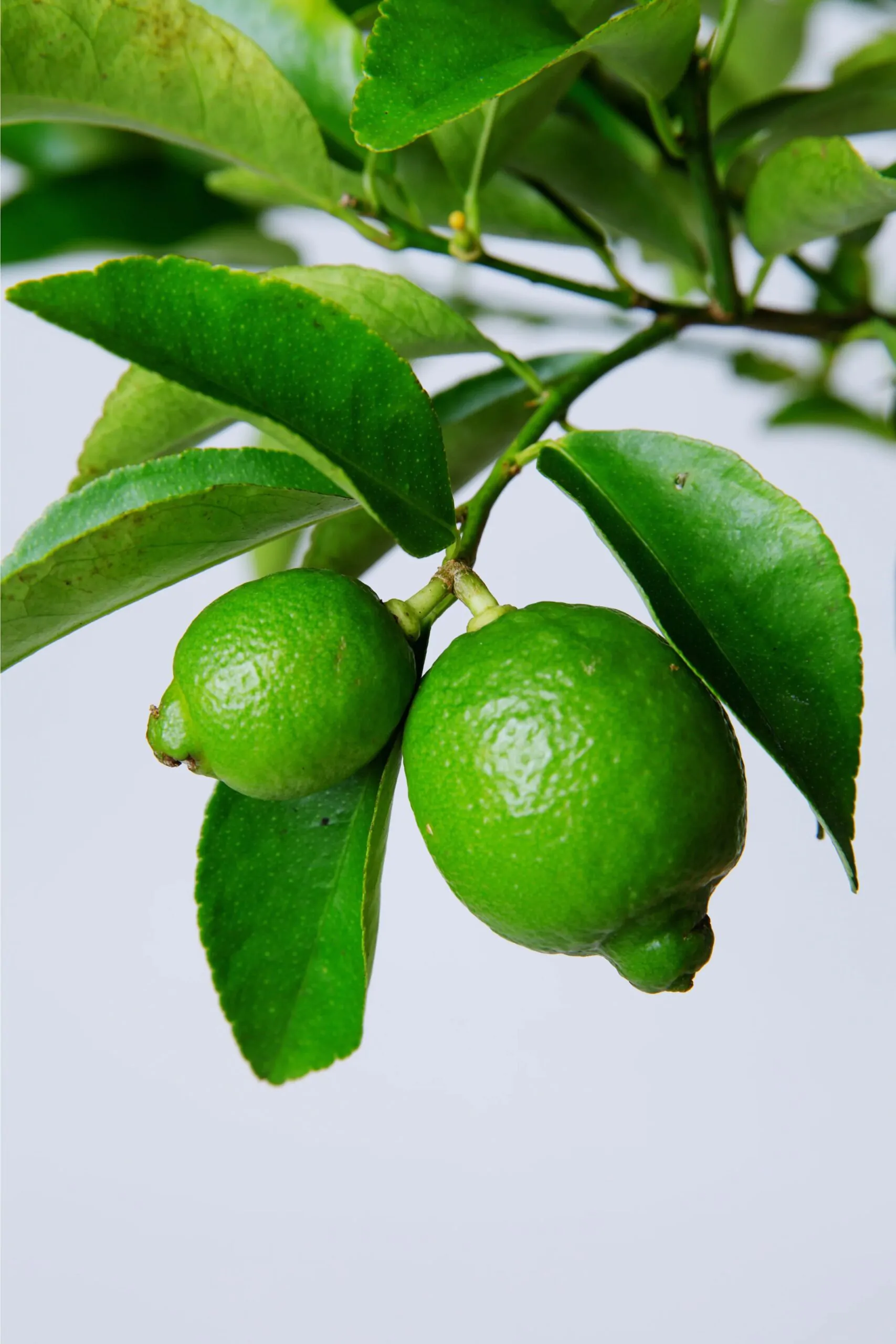 Citrus aurantifolia / Citrus × aurantiifolia - Key Lime, West Indian Lime, True Lime - Image 8