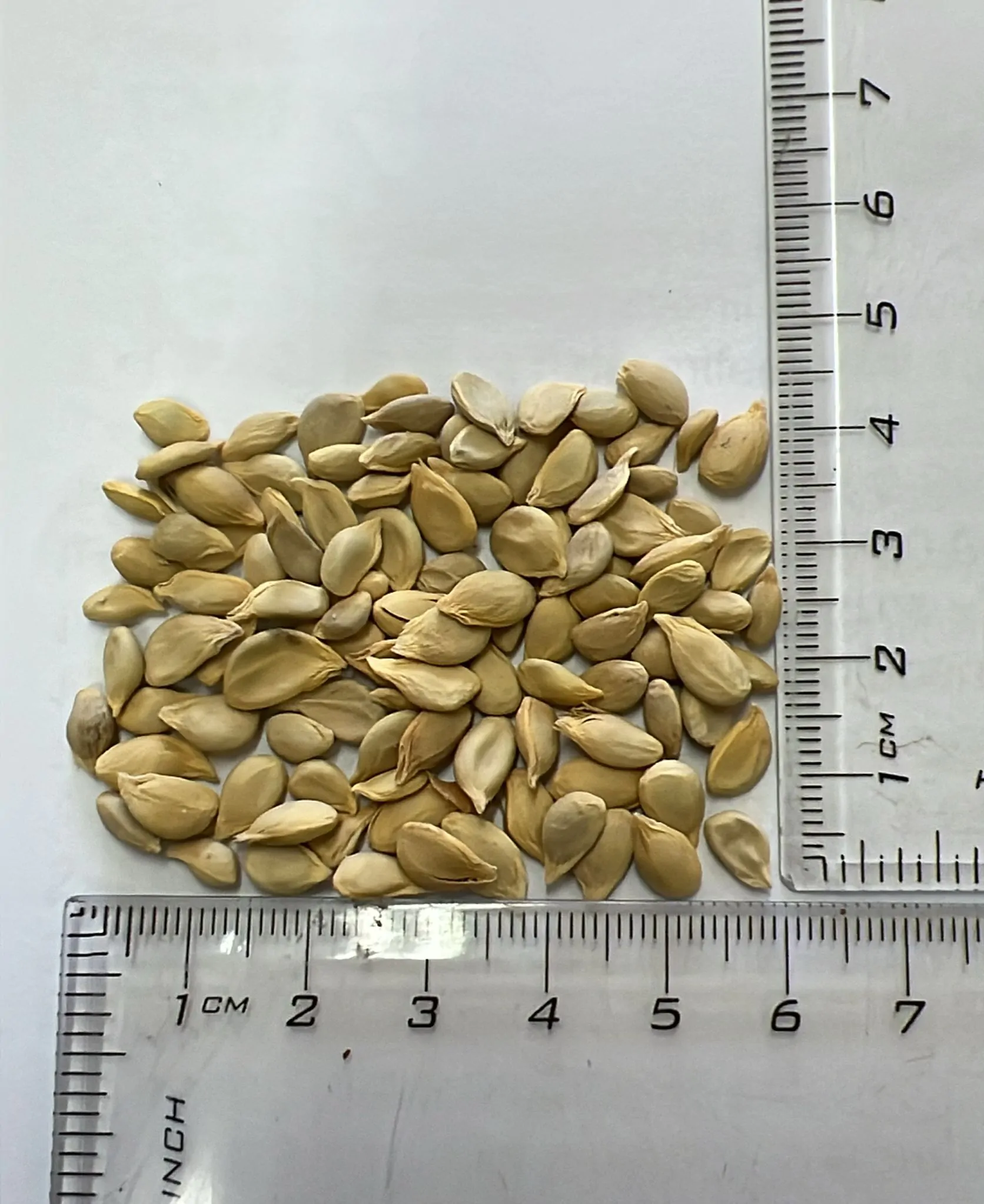 Citrus aurantifolia / Citrus × aurantiifolia - Key Lime, West Indian Lime, True Lime - Image 9