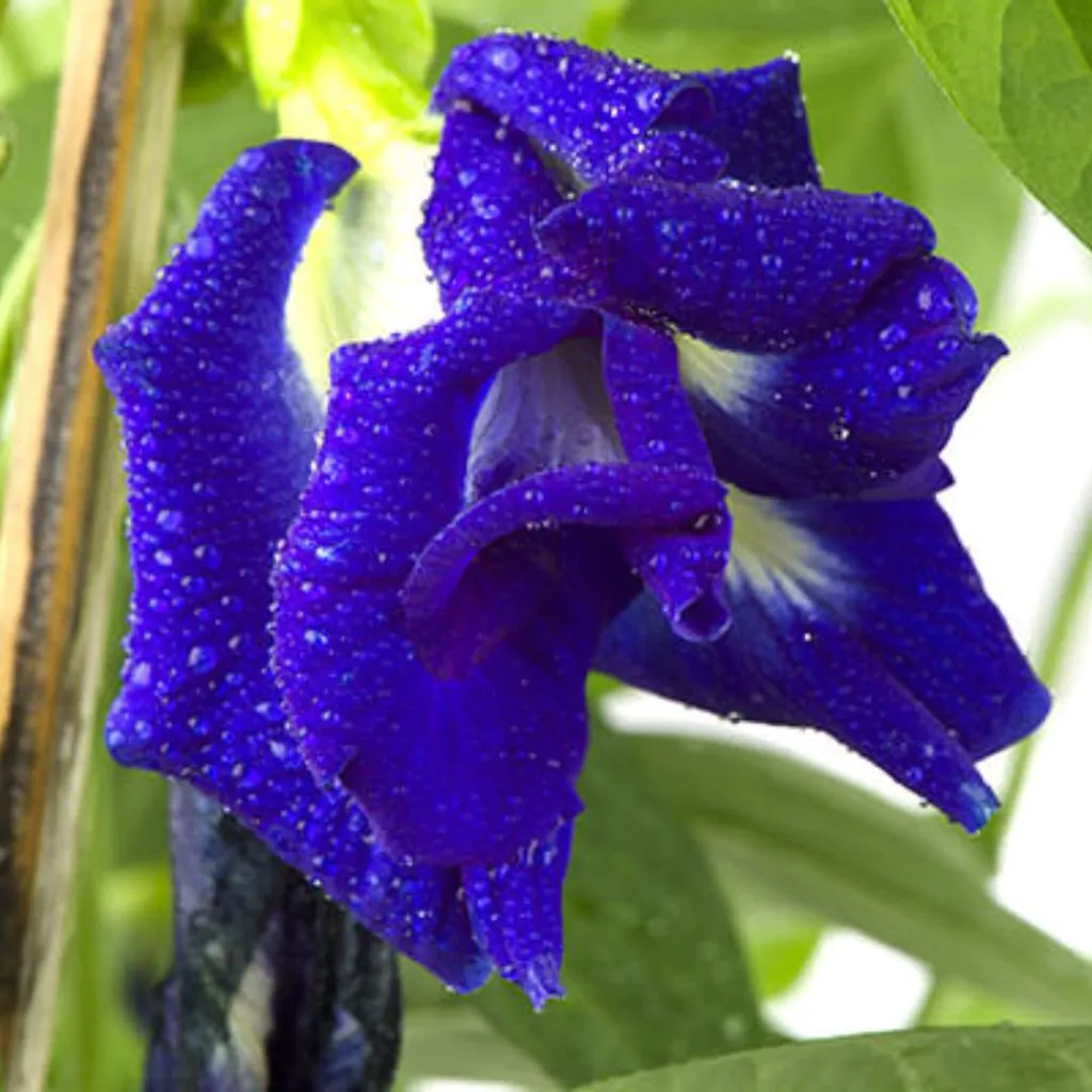 Clitoria ternatea var. pleniflora - Blue Double, Double Blue, Butterfly Pea, Blue Fairy, Blue Queen, Blue Mint, Isme - Image 2
