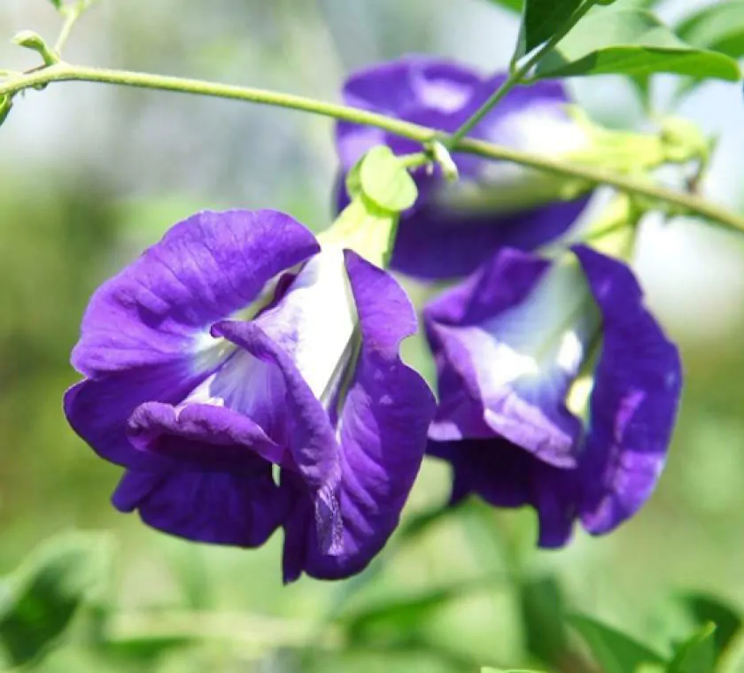 Clitoria ternatea var. pleniflora - Blue Double, Double Blue, Butterfly Pea, Blue Fairy, Blue Queen, Blue Mint, Isme - Image 3