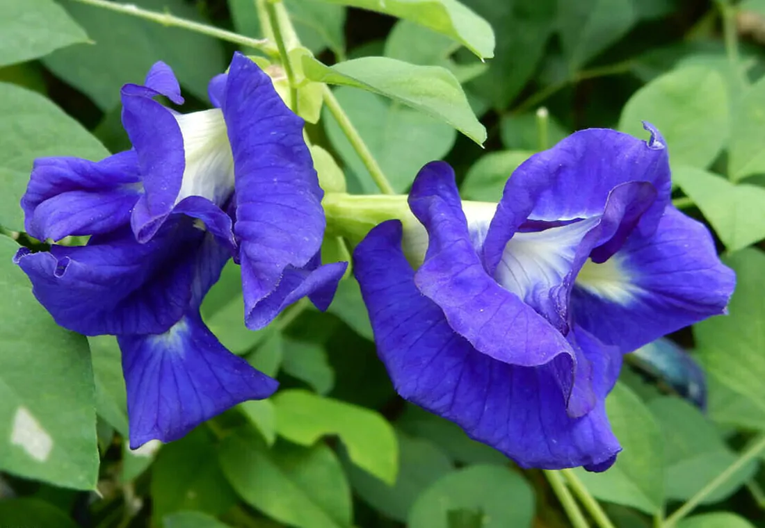 Clitoria ternatea var. pleniflora - Blue Double, Double Blue, Butterfly Pea, Blue Fairy, Blue Queen, Blue Mint, Isme - Image 4