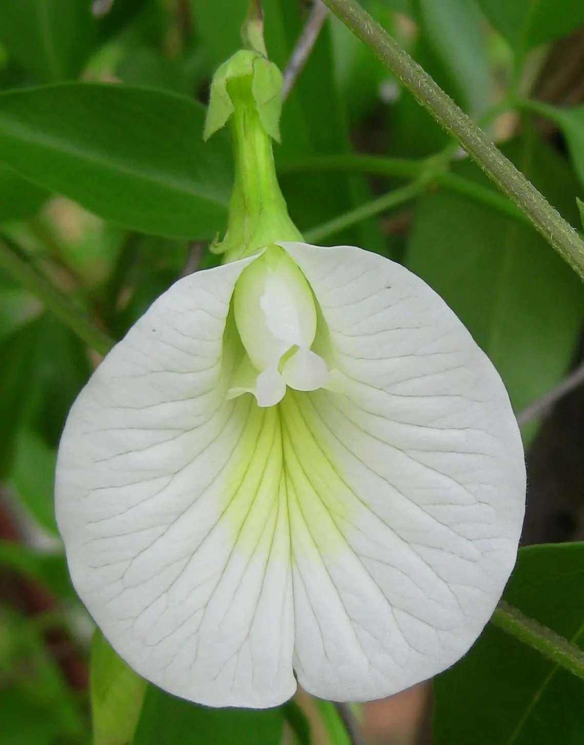 Clitoria ternatea var. albiflora - White Single, Butterfly Pea, White Fairy, White queen, Ismenia