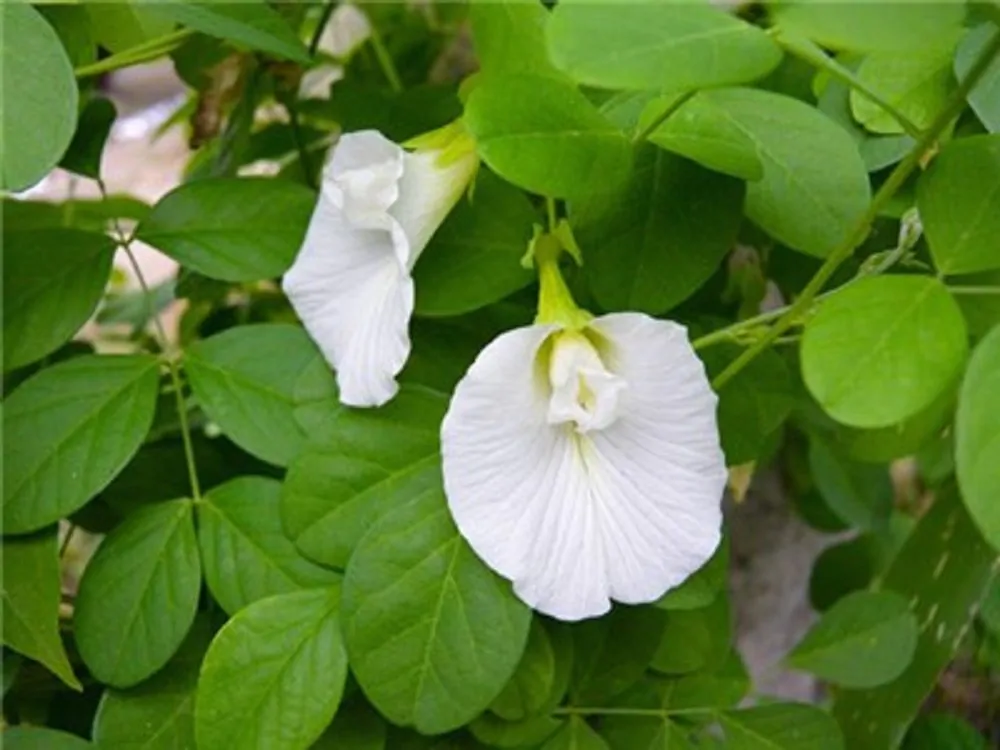 Clitoria ternatea var. albiflora - White Single, Butterfly Pea, White Fairy, White queen, Ismenia - Image 2