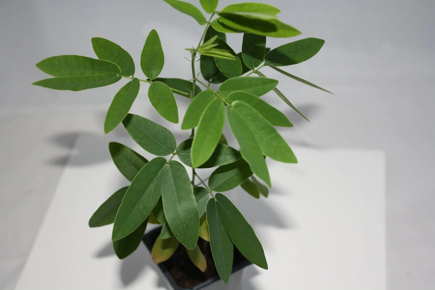 Codariocalyx motorius / Desmodium gyrans green midrib - Telegraph Plant, Dancing Plant, Semaphore Plant - Image 8