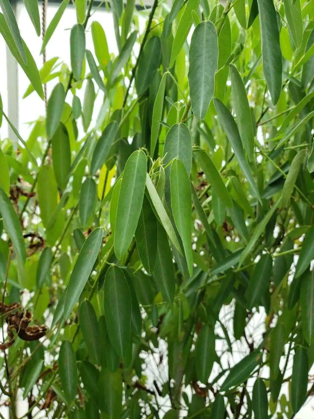 Codariocalyx motorius / Desmodium gyrans green midrib - Telegraph Plant, Dancing Plant, Semaphore Plant - Image 9