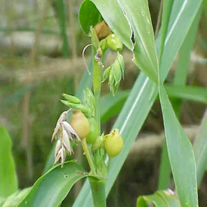 Coix lacryma-jobi - Job's Tears, Adlay Millet, Tear Grass, Lagrimas de San Pedro