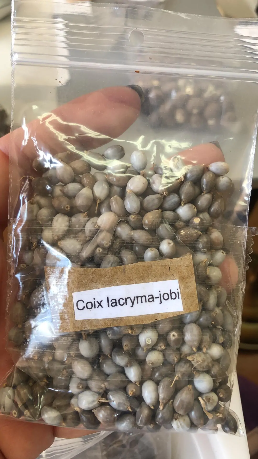 Coix lacryma-jobi - Job's Tears, Adlay Millet, Tear Grass, Lagrimas de San Pedro - Image 2