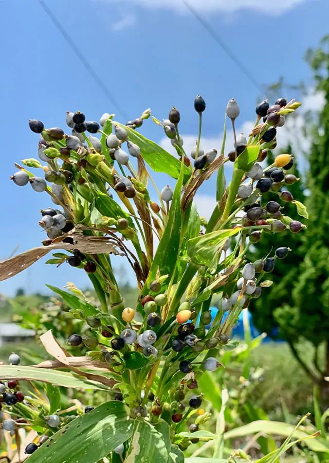 Coix lacryma-jobi - Job's Tears, Adlay Millet, Tear Grass, Lagrimas de San Pedro - Image 3
