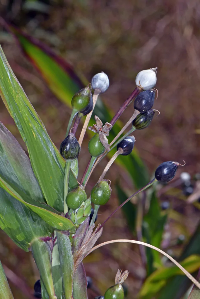 Coix lacryma-jobi - Job's Tears, Adlay Millet, Tear Grass, Lagrimas de San Pedro - Image 5