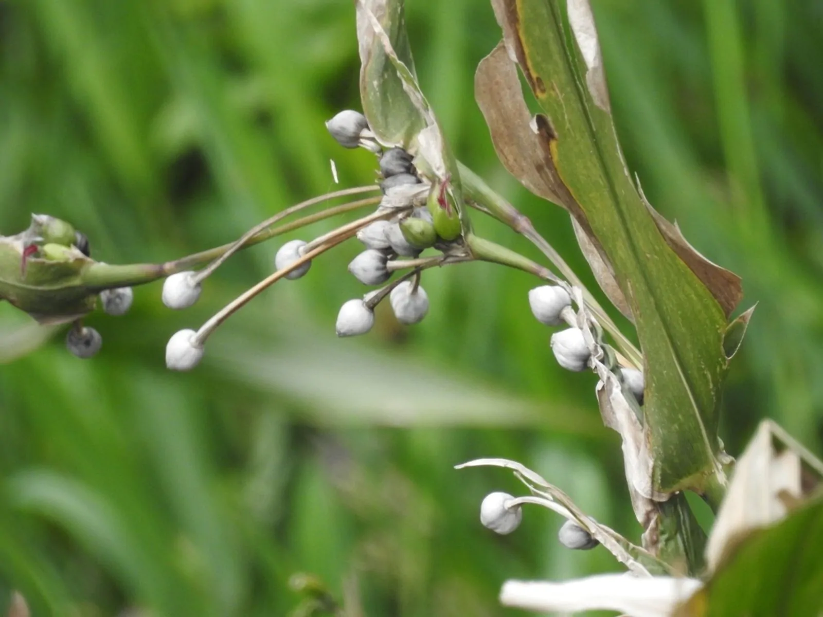 Coix lacryma-jobi - Job's Tears, Adlay Millet, Tear Grass, Lagrimas de San Pedro - Image 6