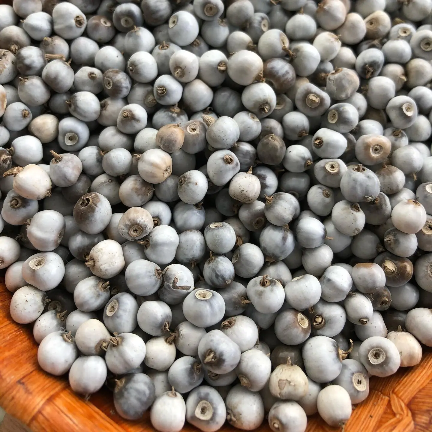 Coix lacryma-jobi - Job's Tears, Adlay Millet, Tear Grass, Lagrimas de San Pedro - Image 7