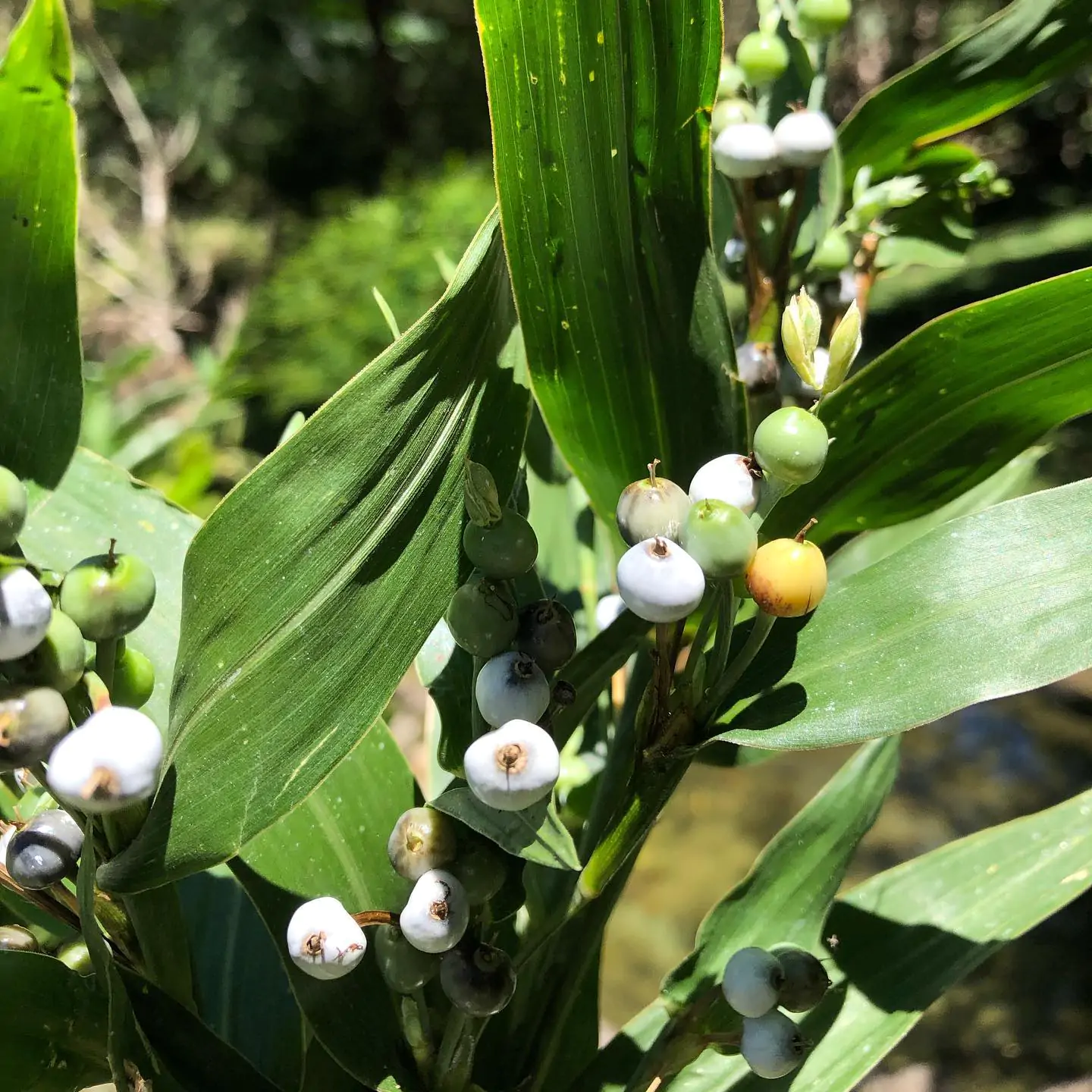 Coix lacryma-jobi - Job's Tears, Adlay Millet, Tear Grass, Lagrimas de San Pedro - Image 8