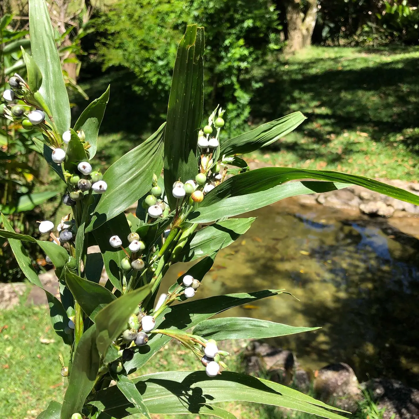 Coix lacryma-jobi - Job's Tears, Adlay Millet, Tear Grass, Lagrimas de San Pedro - Image 10