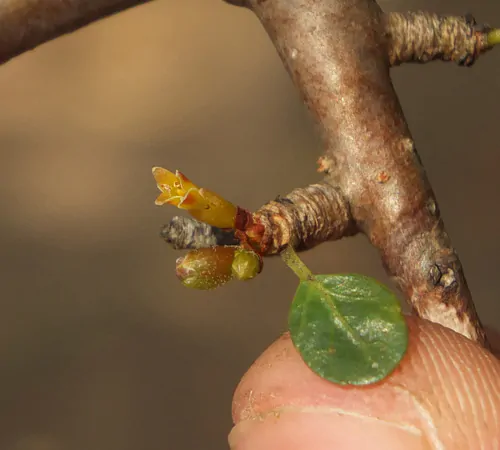 Commiphora berryi - Indian Balm of Gilead, Mulkiluvai - Image 2