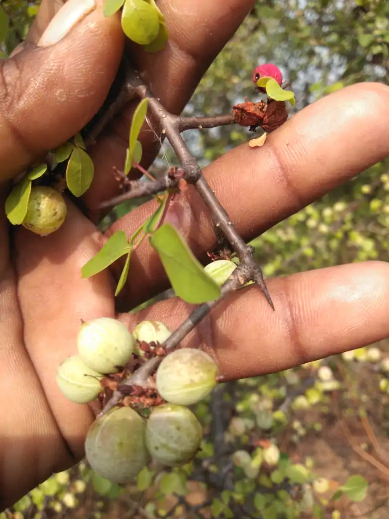 Commiphora berryi - Indian Balm of Gilead, Mulkiluvai - Image 3