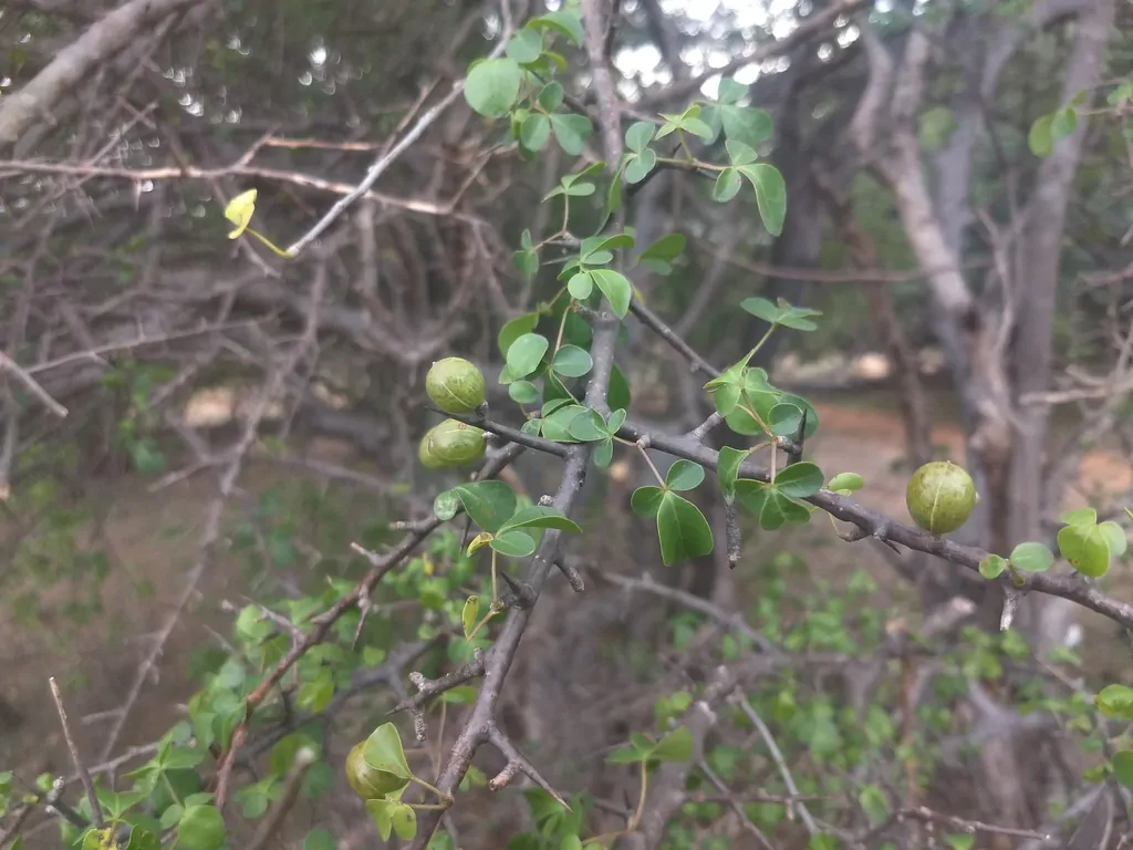 Commiphora berryi - Indian Balm of Gilead, Mulkiluvai - Image 6