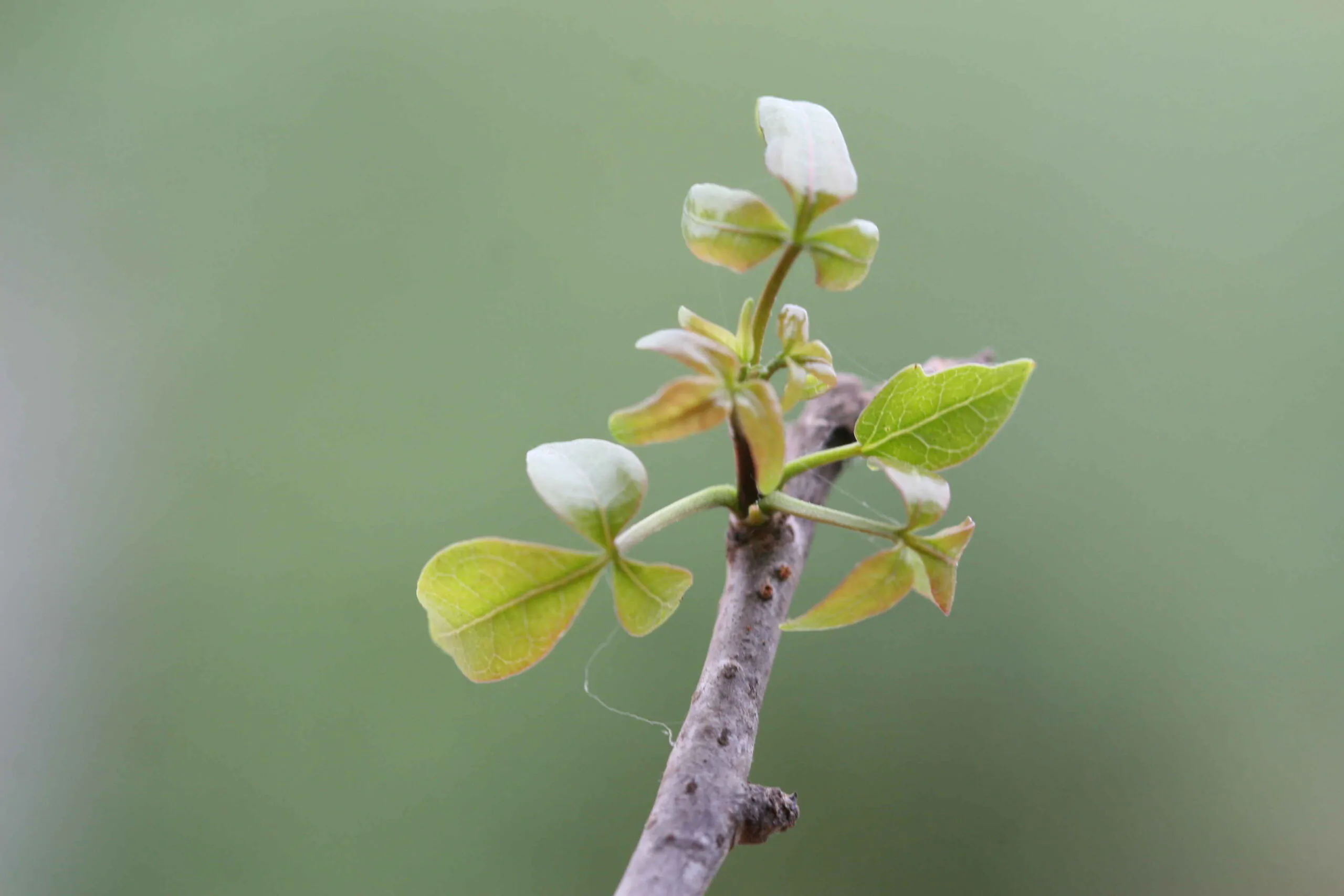 Commiphora berryi - Indian Balm of Gilead, Mulkiluvai - Image 8