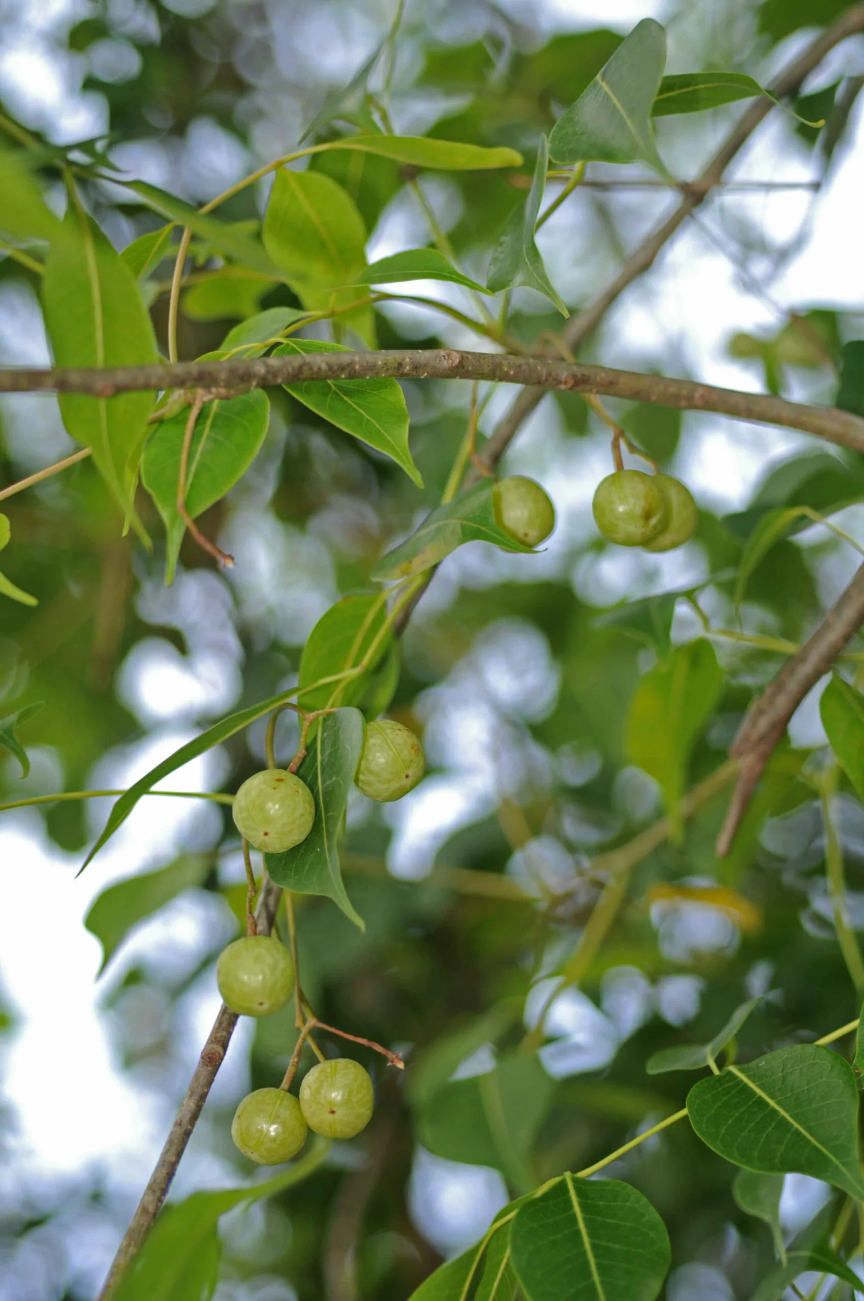 Commiphora berryi - Indian Balm of Gilead, Mulkiluvai - Image 10