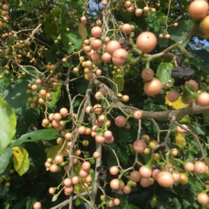 Cordia dichotoma - Fragrant Manjack, Indian Cherry, Glue Berry, Clammy Cherry, Lasora