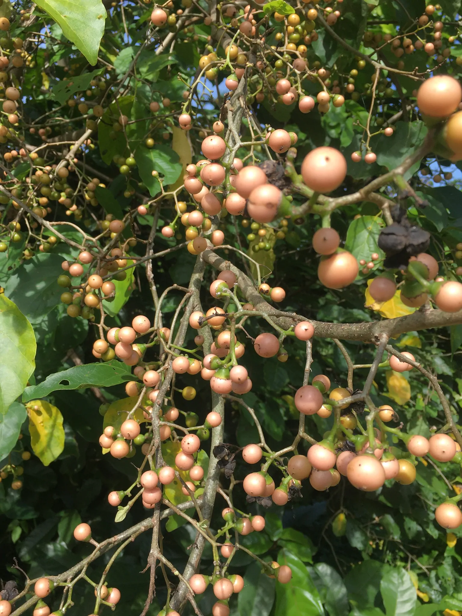 Cordia dichotoma - Fragrant Manjack, Indian Cherry, Glue Berry, Clammy Cherry, Lasora