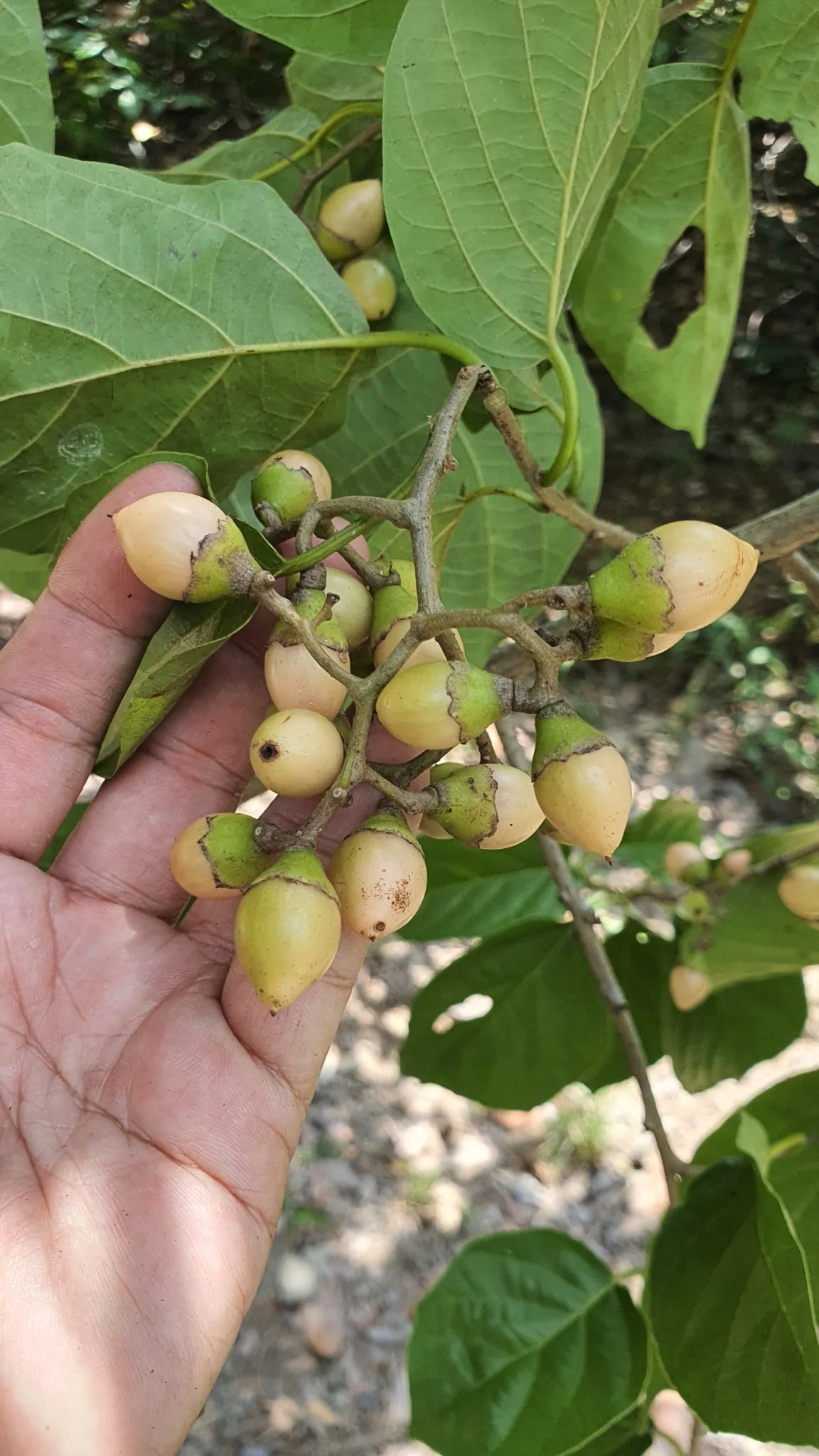 Cordia dichotoma - Fragrant Manjack, Indian Cherry, Glue Berry, Clammy Cherry, Lasora - Image 3