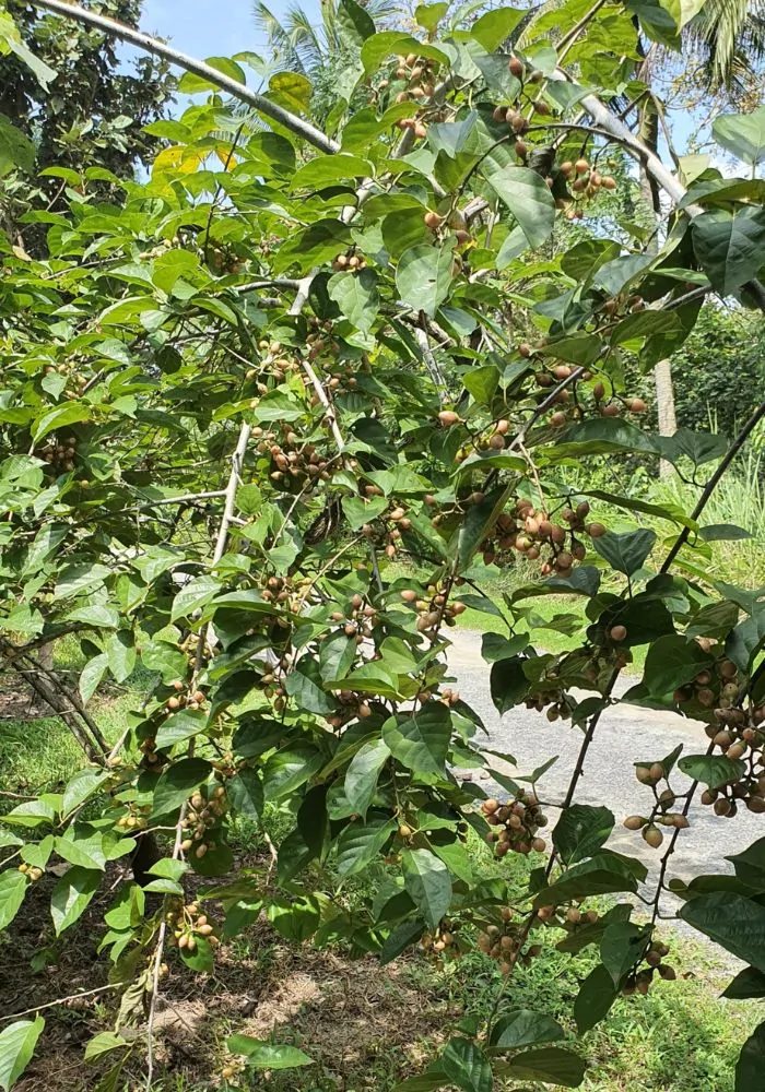Cordia dichotoma - Fragrant Manjack, Indian Cherry, Glue Berry, Clammy Cherry, Lasora - Image 4
